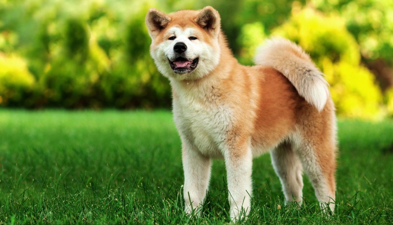 Akita_inu