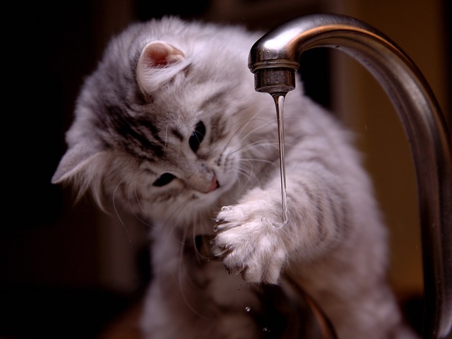 kočka u vodovodní baterie