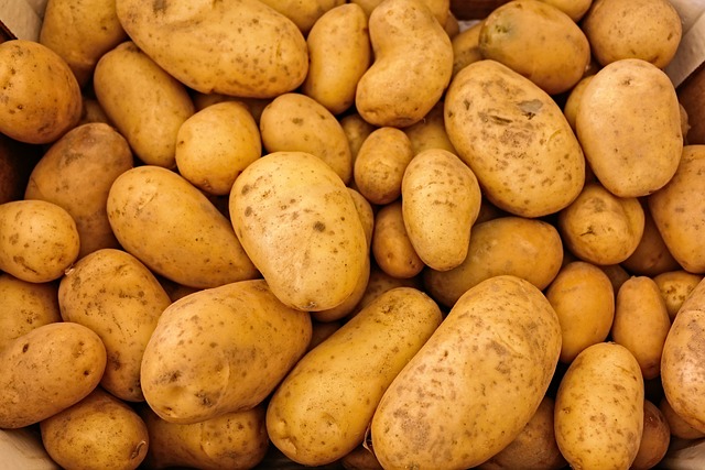 sklizeň brambor