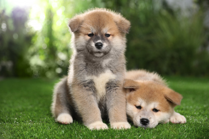štěně Akita-inu